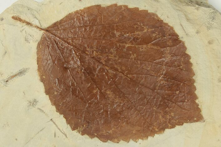 3.6" Fossil Leaf (Beringiaphyllum) - Montana